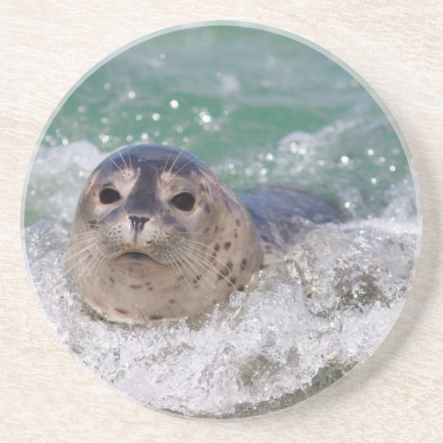 Posavasos De Arenisca Una cría de foca surfeando (Frente)