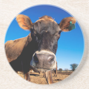 Posavasos De Arenisca Una vaca Jersey siendo curiosa