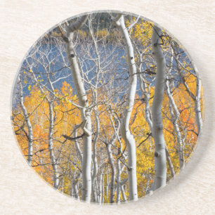 Posavasos De Arenisca Utah, EE. UU. Árboles de Aspen (Populus Tremuloide