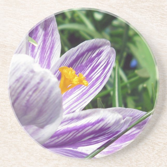 Posavasos De Arenisca Violet Spring Crocus (Frente)