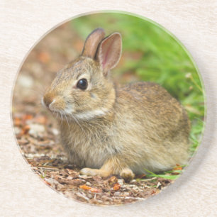 Posavasos De Arenisca WA, Redmond, conejo de cola de bebé oriental