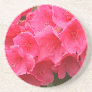 Posavasos De Arenisca Washington, Seattle, Puget Sound, Parque Discovery