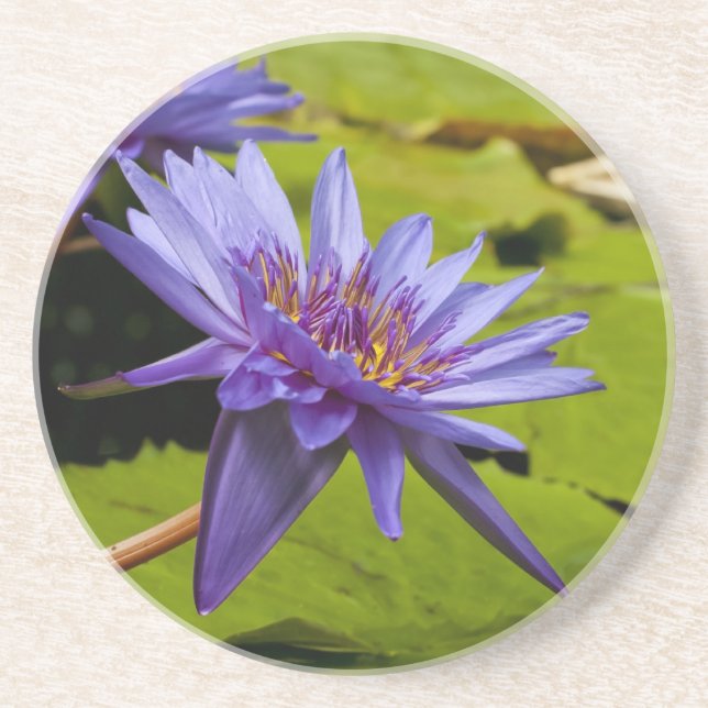 Posavasos De Arenisca Water Lily Coaster (Frente)