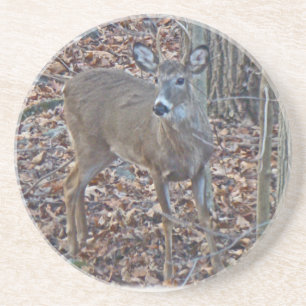 Posavasos De Arenisca Whitetail Deer Spike Buck Series
