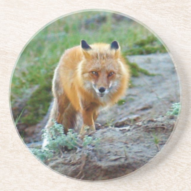 Posavasos De Arenisca Wild Red Fox Vixen Wildlife Photo Art (Frente)