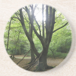 Posavasos De Arenisca Woodland Sunshine Coasters