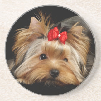 Posavasos De Arenisca Yorkie lindo