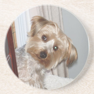 Posavasos De Arenisca Yorkie Peeking por la esquina