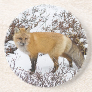 Posavasos De Arenisca Zorro rojo en nieve en invierno