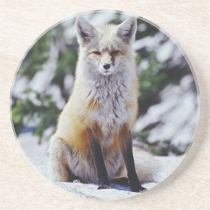 Posavasos De Arenisca Zorro rojo sentado en un banco de nieve, Vulpes, M
