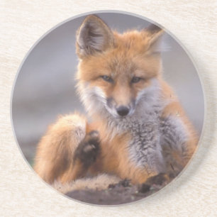 Posavasos De Arenisca zorro rojo, Vulpes vulpes, cachorro rascándose,