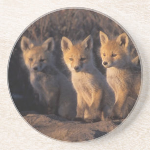 Posavasos De Arenisca zorro rojo, Vulpes vulpes, crías