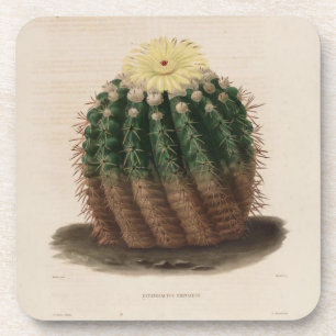 Posavasos de Cactus Barril Dorado
