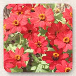 Posavasos de Flor de Zinnia Roja