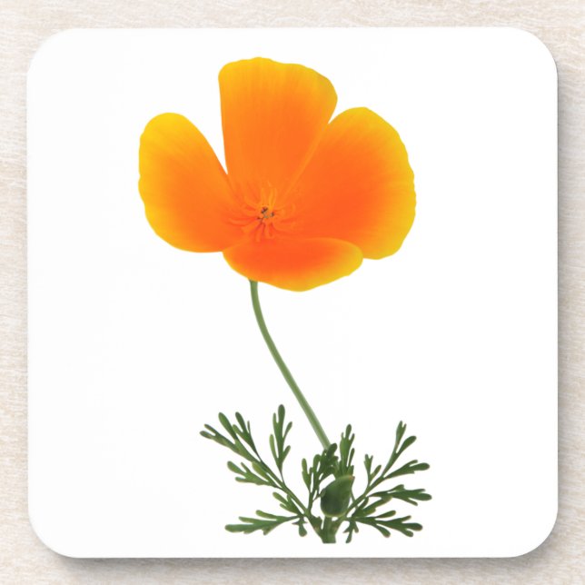 posavasos de flor silvestre (Frente)