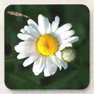 Posavasos de margarita blanca