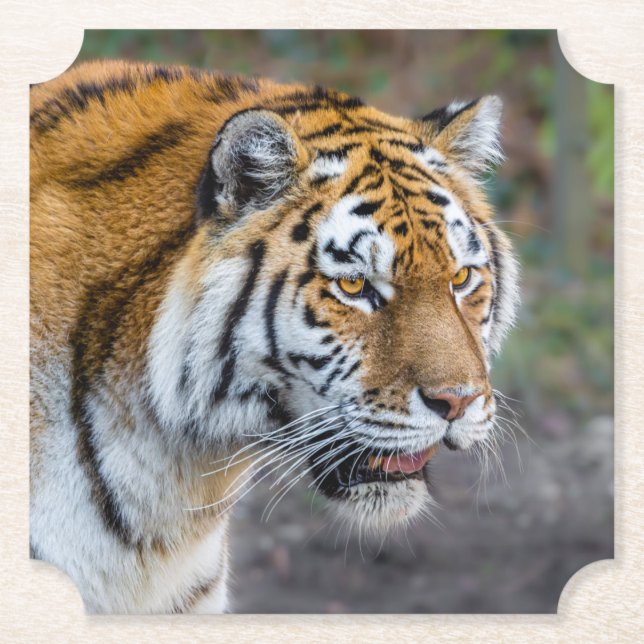 Posavasos De Papel Amur tiger (Anverso)