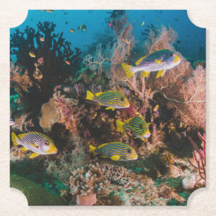Posavasos De Papel Astras de papel de Coral Reef