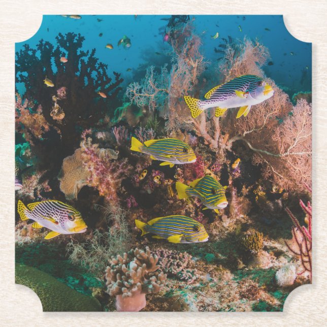 Posavasos De Papel Astras de papel de Coral Reef (Anverso)