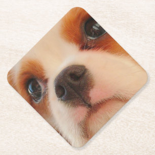 Posavasos De Papel Cara de cachorro