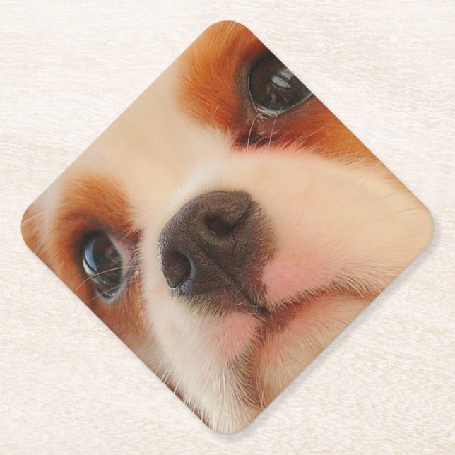 Posavasos De Papel Cara de cachorro (Anverso)