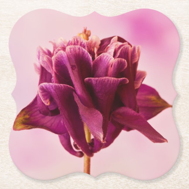 Posavasos De Papel Columbina rosa de Borgoña (Anverso)