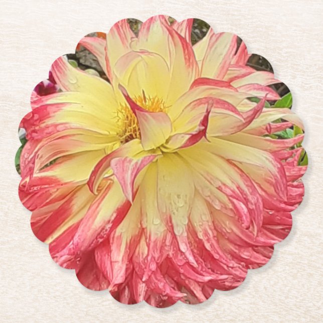 Posavasos De Papel Dahlia rosa y amarilla (Anverso)