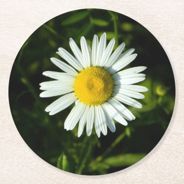 Posavasos de papel Daisy Delight (Anverso)