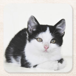 Posavasos de papel de gatito pensativo blanco y ne