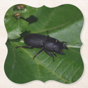 Posavasos De Papel Dorcus parallelipipedus , el escarabajo de menor t