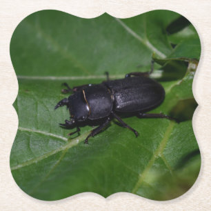 Posavasos De Papel Dorcus parallelipipedus , el escarabajo de menor t