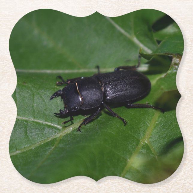 Posavasos De Papel Dorcus parallelipipedus , el escarabajo de menor t (Anverso)