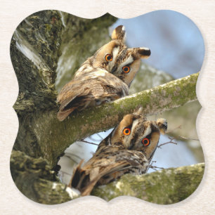 Posavasos De Papel Dos búhos en el bosque, aves, vida silvestre