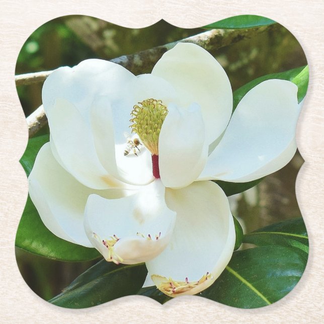 Posavasos De Papel Flor magnolia blanca (Anverso)