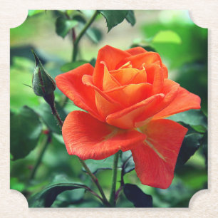 Posavasos De Papel Flor rosa rosa de la naturaleza 46458