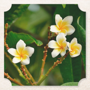 Posavasos De Papel Frangipani amarillo
