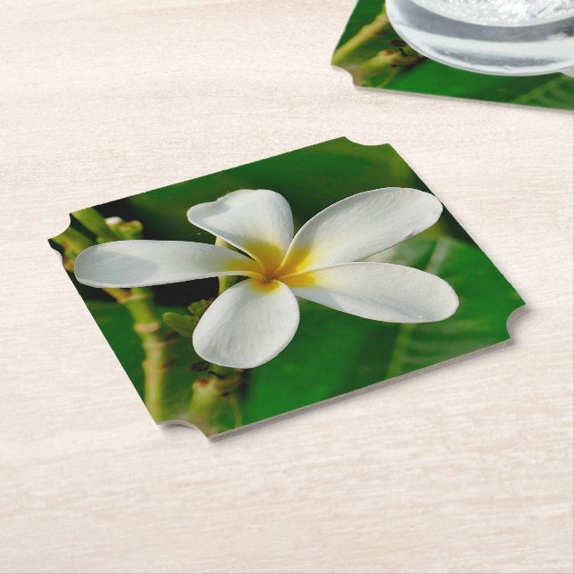 Posavasos De Papel Frangipani blanco (En perspectiva)