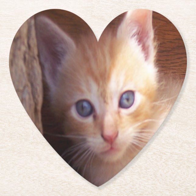 Posavasos De Papel Gatos (Anverso)