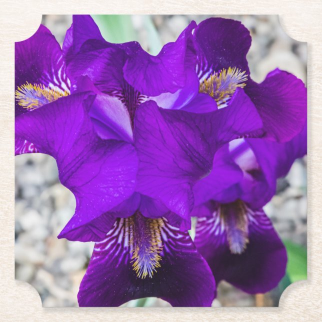 Posavasos De Papel Hermoso iris morado (Anverso)