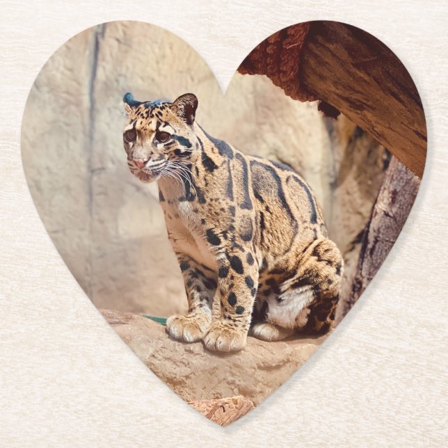 Posavasos De Papel imagen de leopardo nublado naturaleza vida salvaje (Anverso)