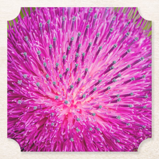 Posavasos De Papel Leche con el cardo cerrado (Anverso)