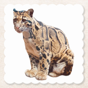 Posavasos De Papel leopardo nublado fotografía selva gran gato animal
