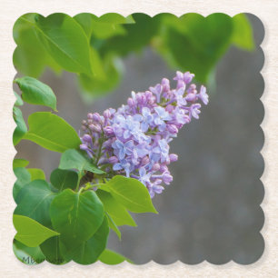 Posavasos De Papel Lilac Beauty