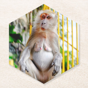 Posavasos De Papel Macaco cangrejero