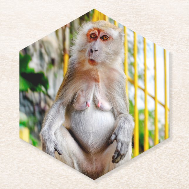 Posavasos De Papel Macaco cangrejero (Anverso)