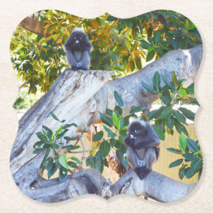 Posavasos De Papel Monos de Langur Negro comiendo, tiras de papel