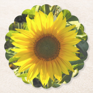 Posavasos De Papel Montura de papel brillante de girasol