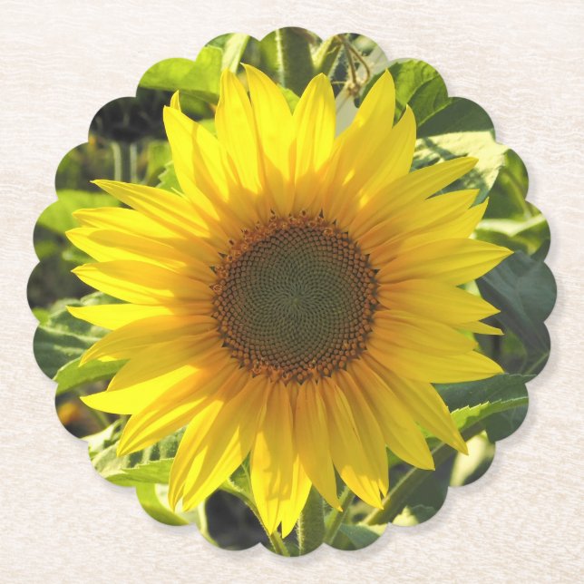 Posavasos De Papel Montura de papel brillante de girasol (Anverso)