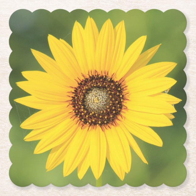 Posavasos De Papel Papel de girasol (Anverso)