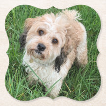 Pascua de Cavapoo